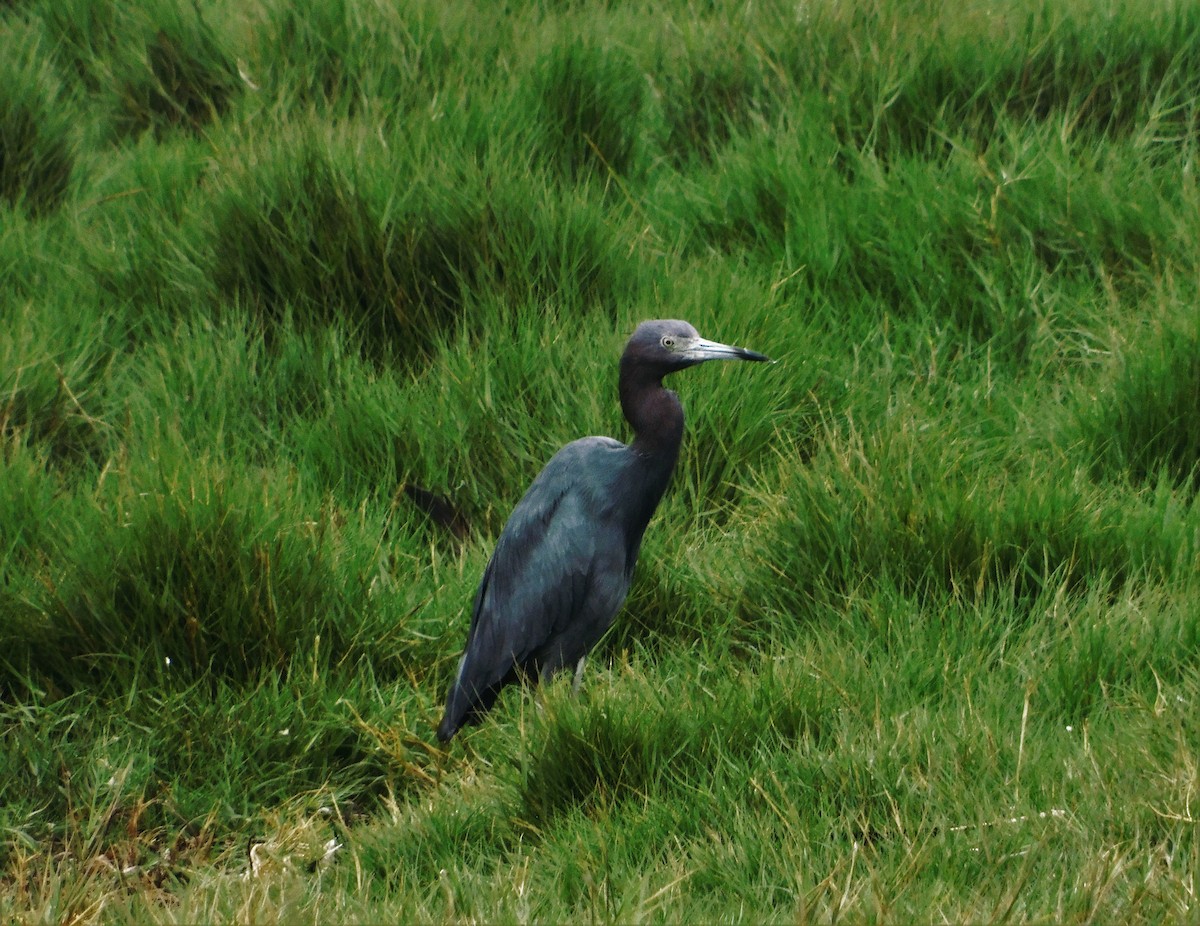 Little Blue Heron - Nicolás Bejarano