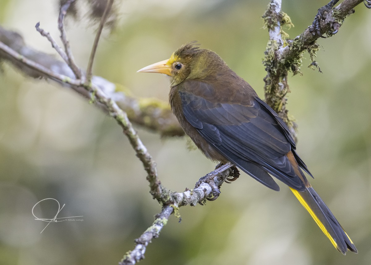 Russet-backed Oropendola - ML169299311