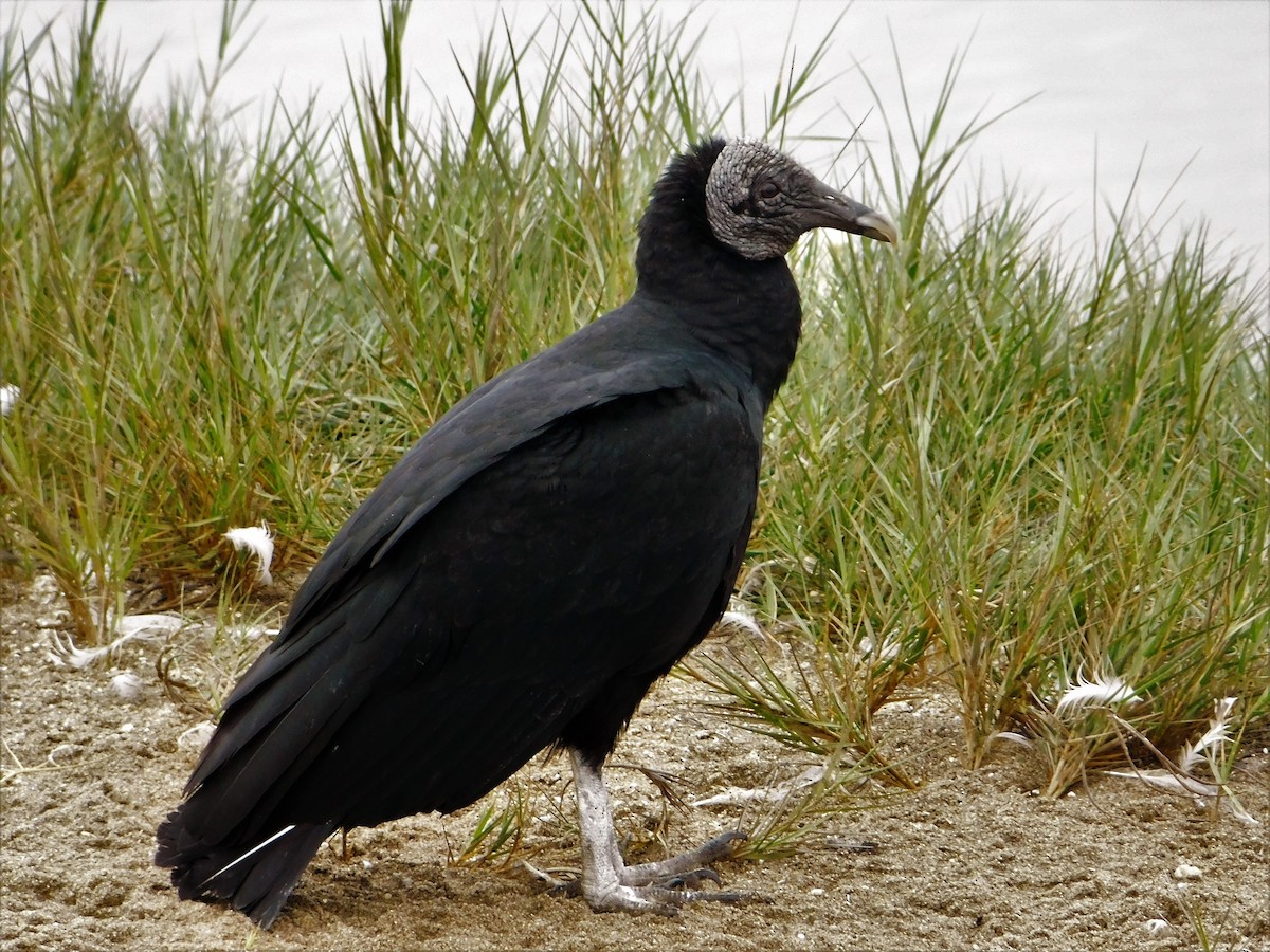 Black Vulture - ML169299381