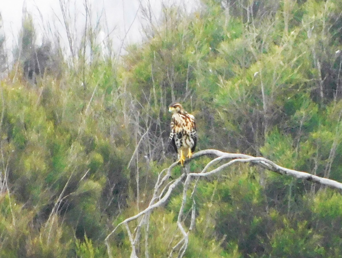 Harris's Hawk - Nicolás Bejarano