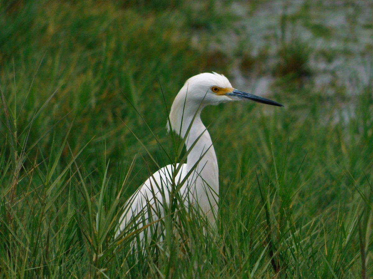 Snowy Egret - Nicolás Bejarano