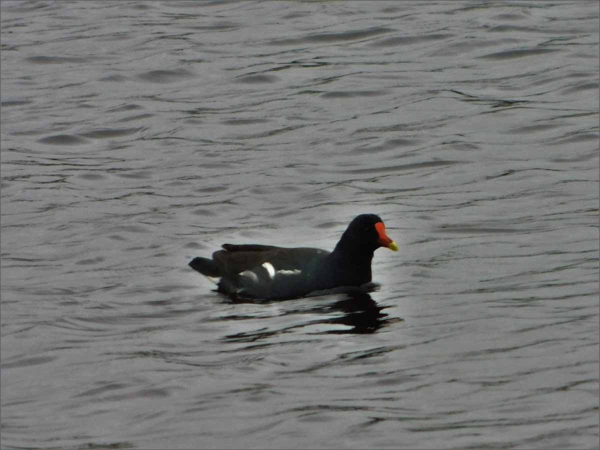 Gallinule d'Amérique - ML169299731