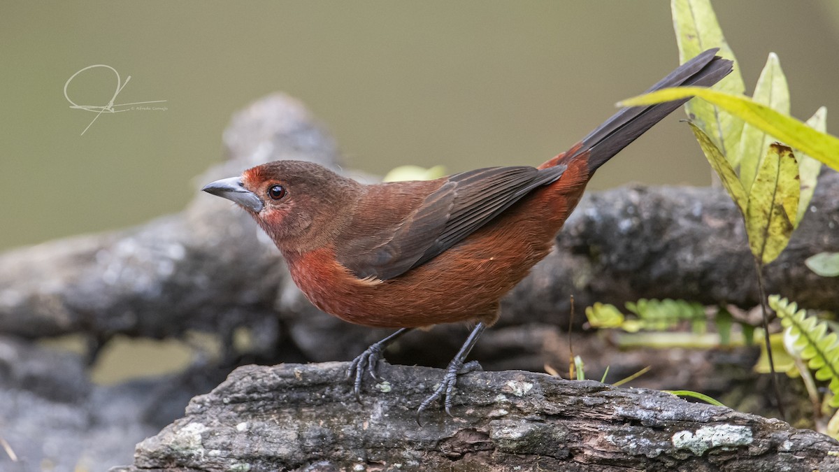 Silver-beaked Tanager - Alfredo Cornejo