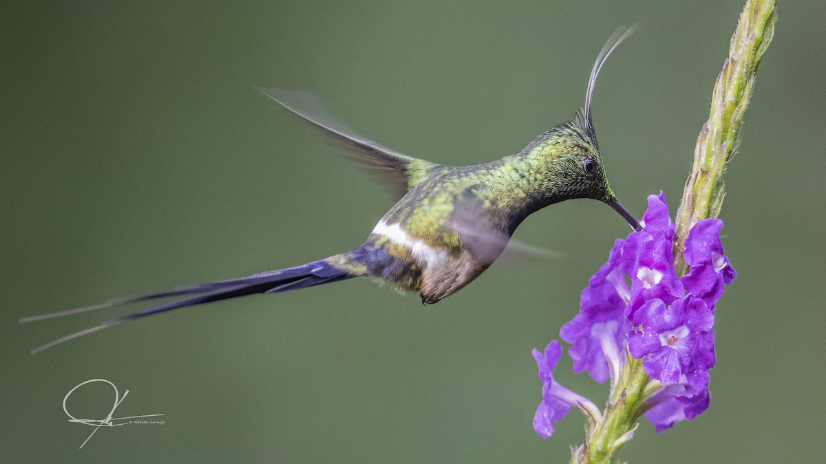 Wire-crested Thorntail - Alfredo Cornejo