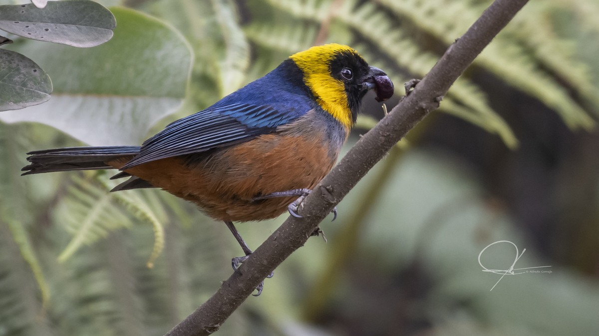 Golden-collared Tanager - Alfredo Cornejo