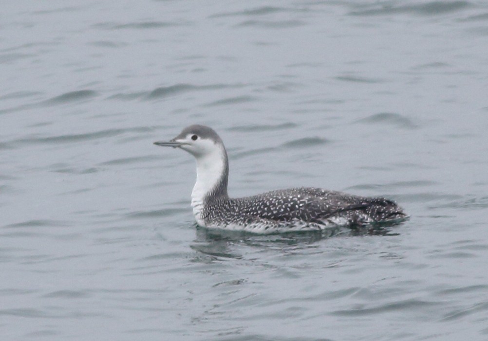 Red-throated Loon - ML169302611