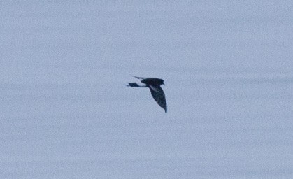 Wilson's Storm-Petrel - ML169303681