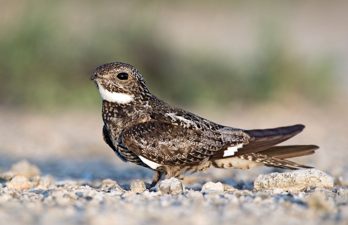 Antillean Nighthawk - ML169304031