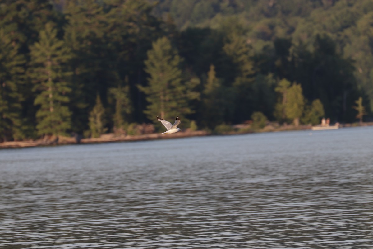 Ring-billed Gull - Lynda Noel