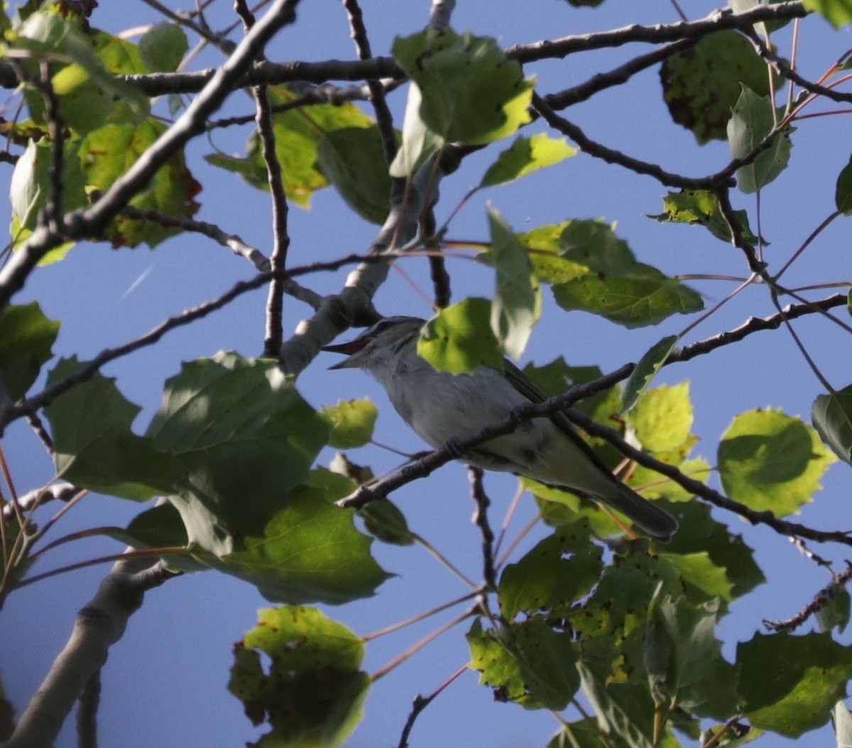 Red-eyed Vireo - ML169306871