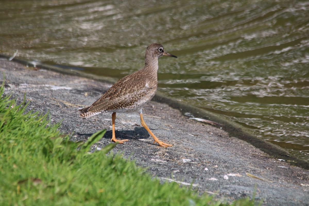 Common Redshank - John P Sullivan III