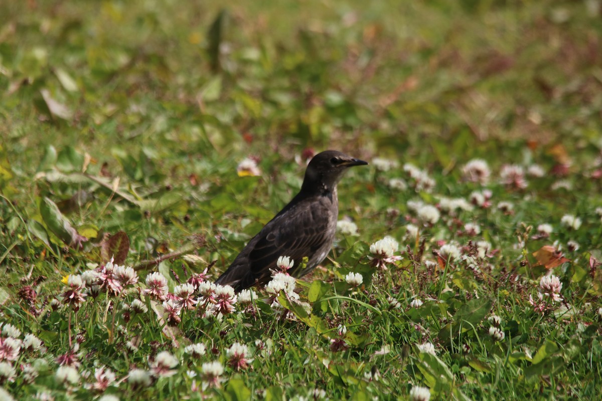 Redwing - John P Sullivan III
