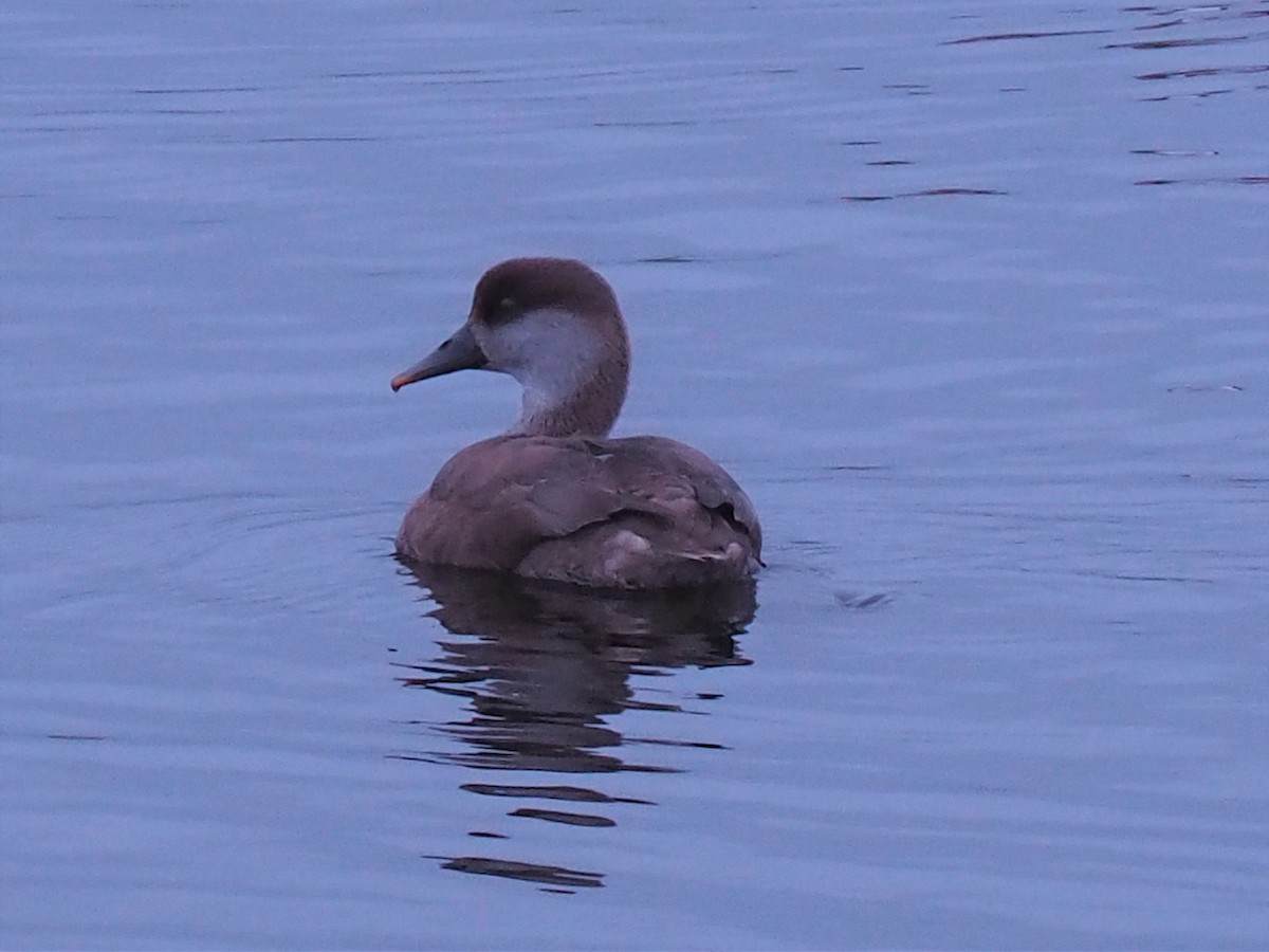 Red-crested Pochard - Geraint Langford