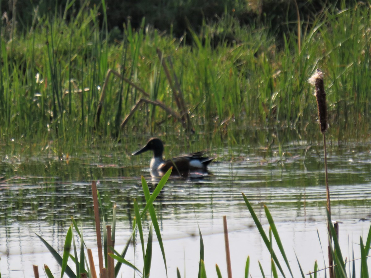 Northern Shoveler - ML169313531