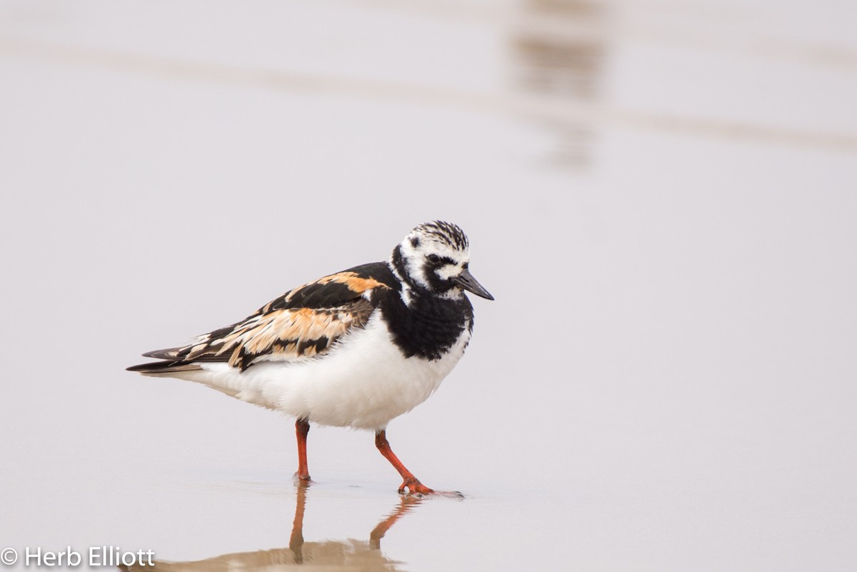 Ruddy Turnstone - Herb Elliott