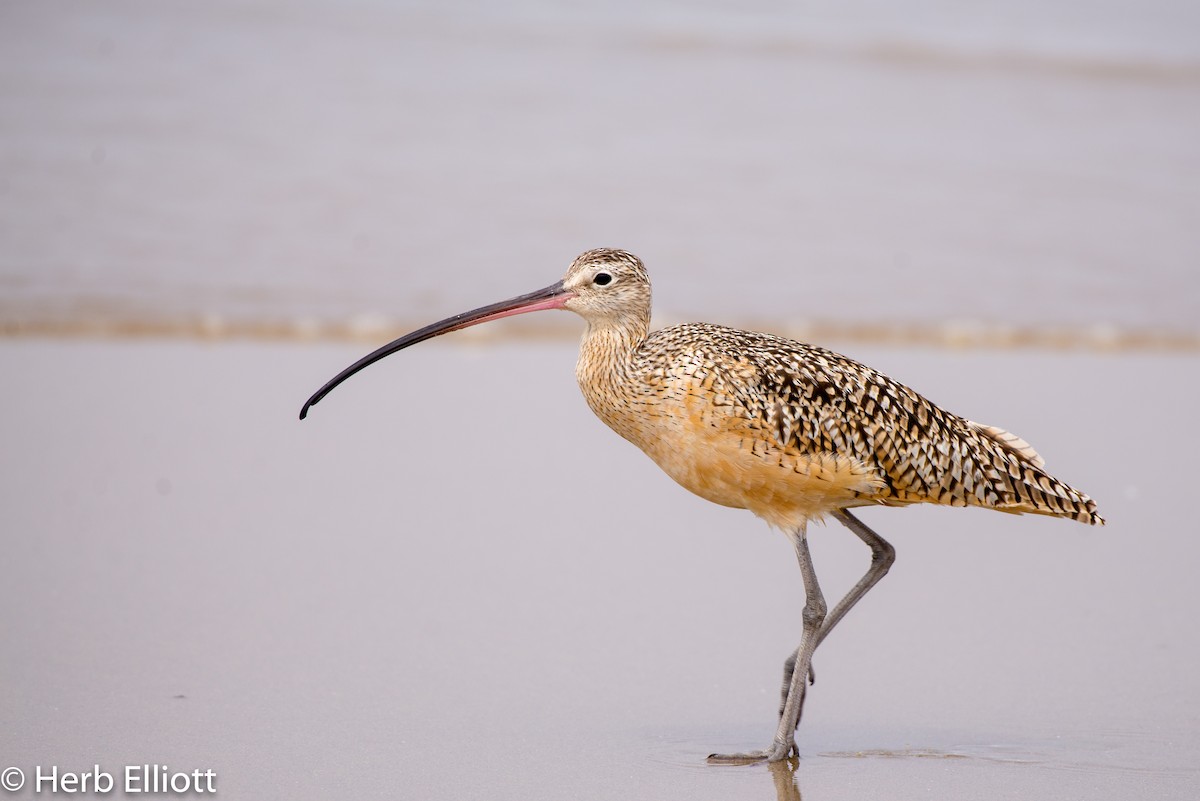 Long-billed Curlew - Herb Elliott