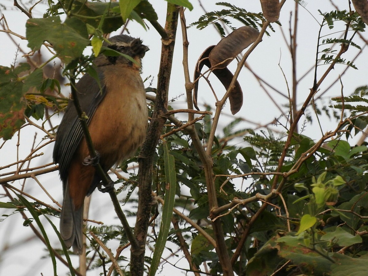 Pepitero Grisáceo del Amazonas - ML169315781