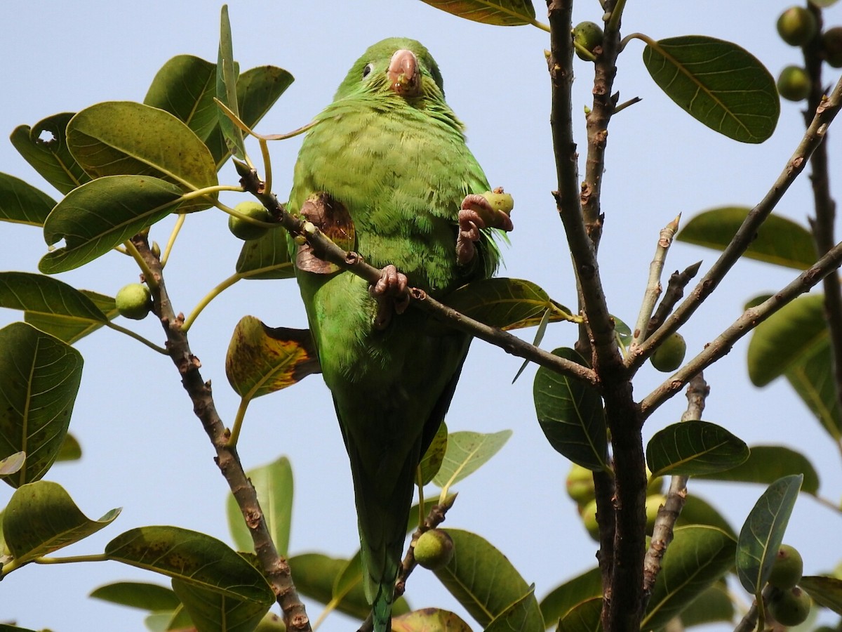 Yellow-chevroned Parakeet - ML169316181