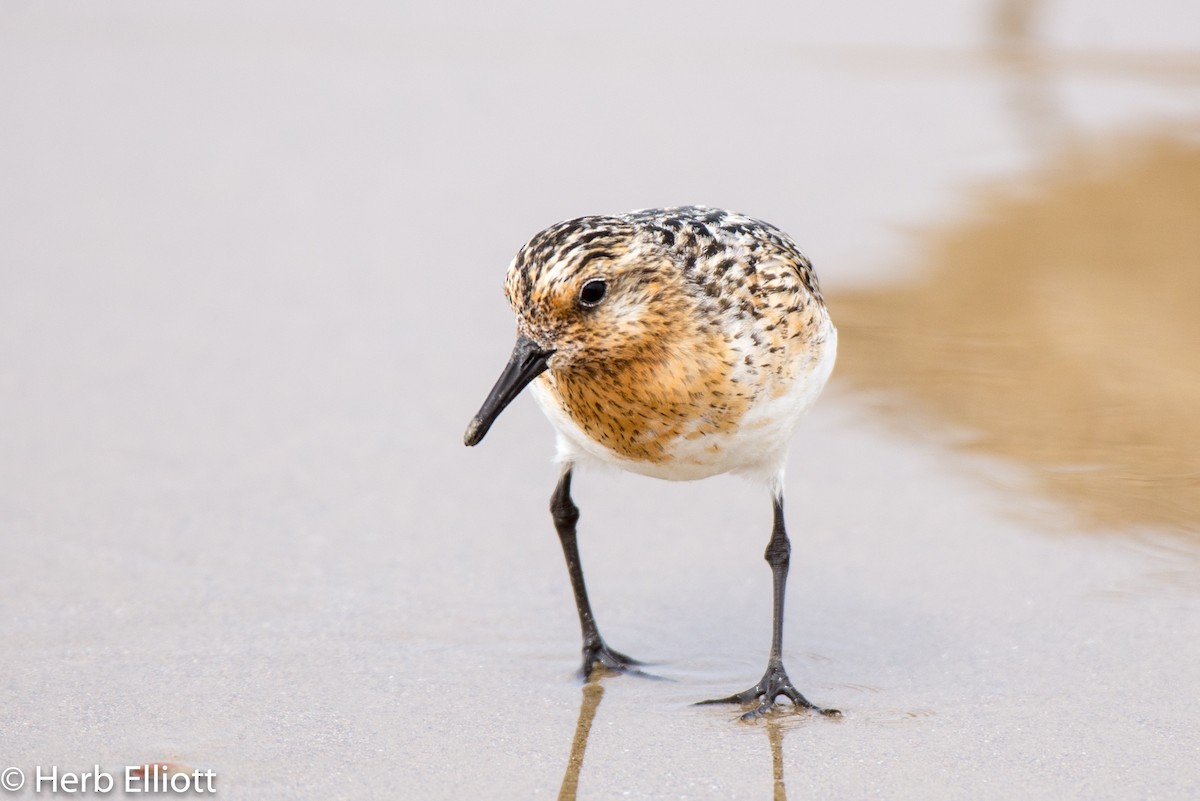 Sanderling - Herb Elliott