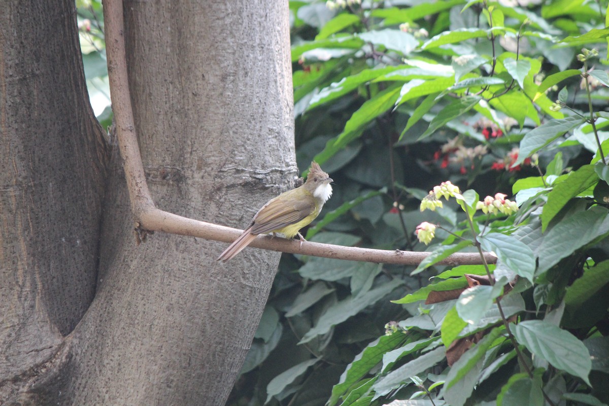 Brown-cheeked Bulbul - Steven Kurniawidjaja