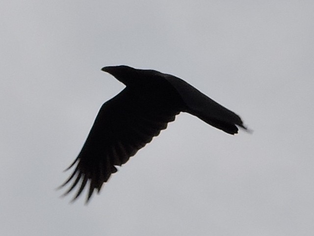 Common Raven - ML169320331
