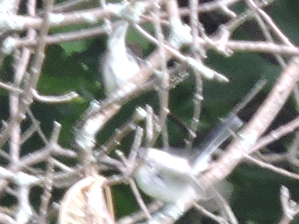 Blue-gray Gnatcatcher - ML169321211