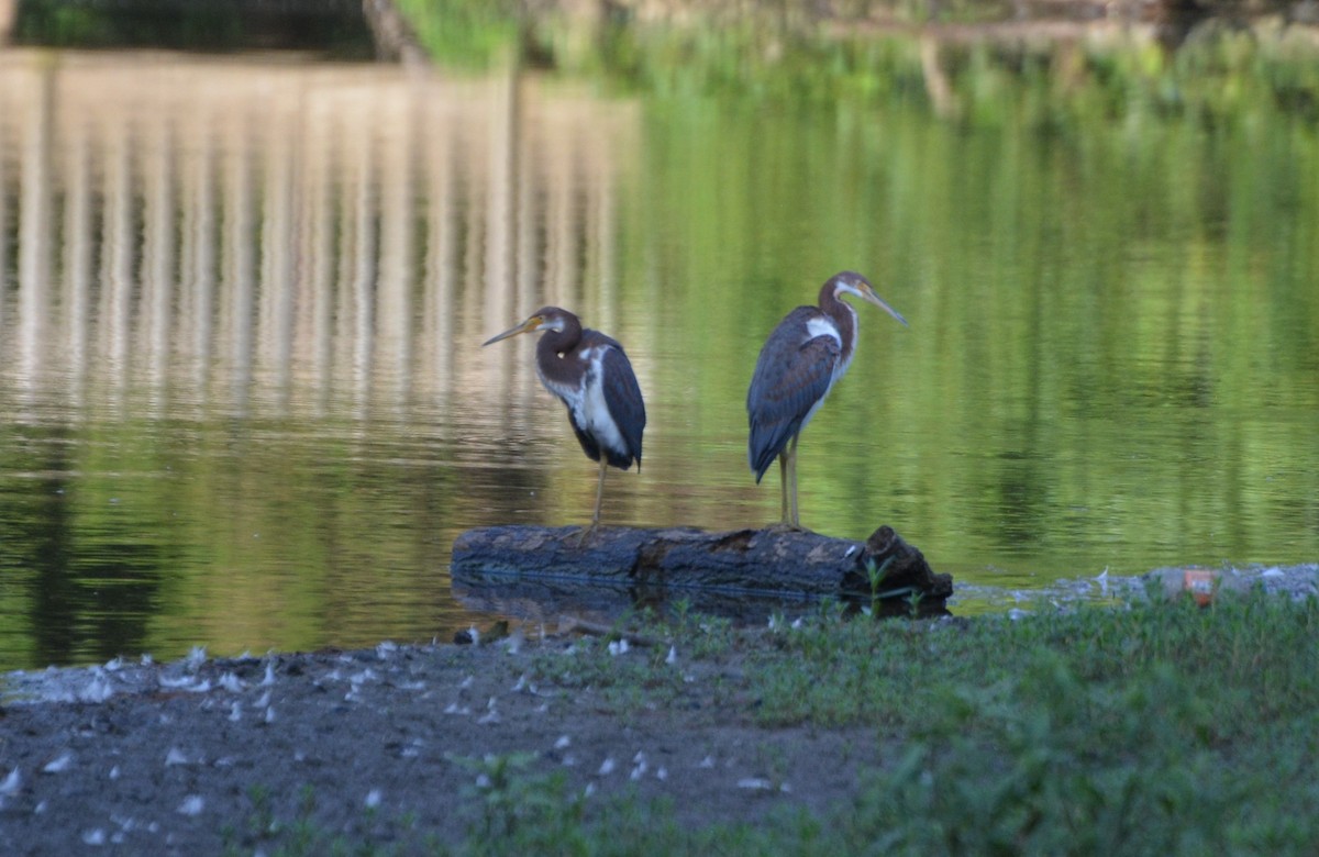 Tricolored Heron - ML169322321