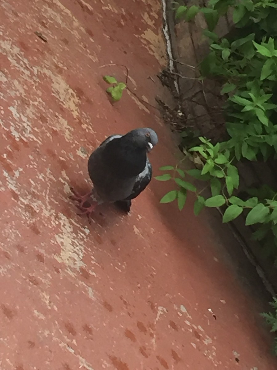 Rock Pigeon (Feral Pigeon) - ML169322511