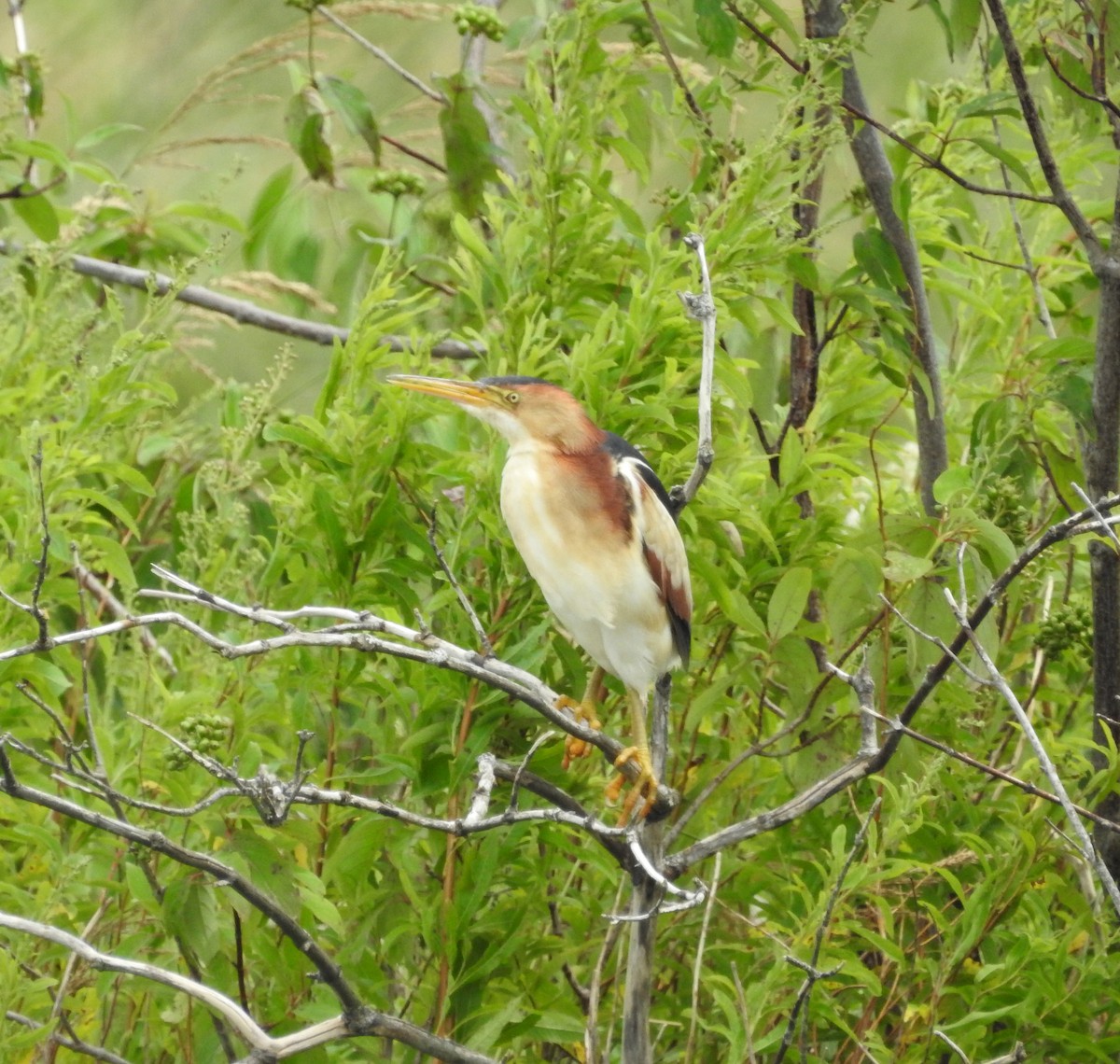 Least Bittern - ML169323961