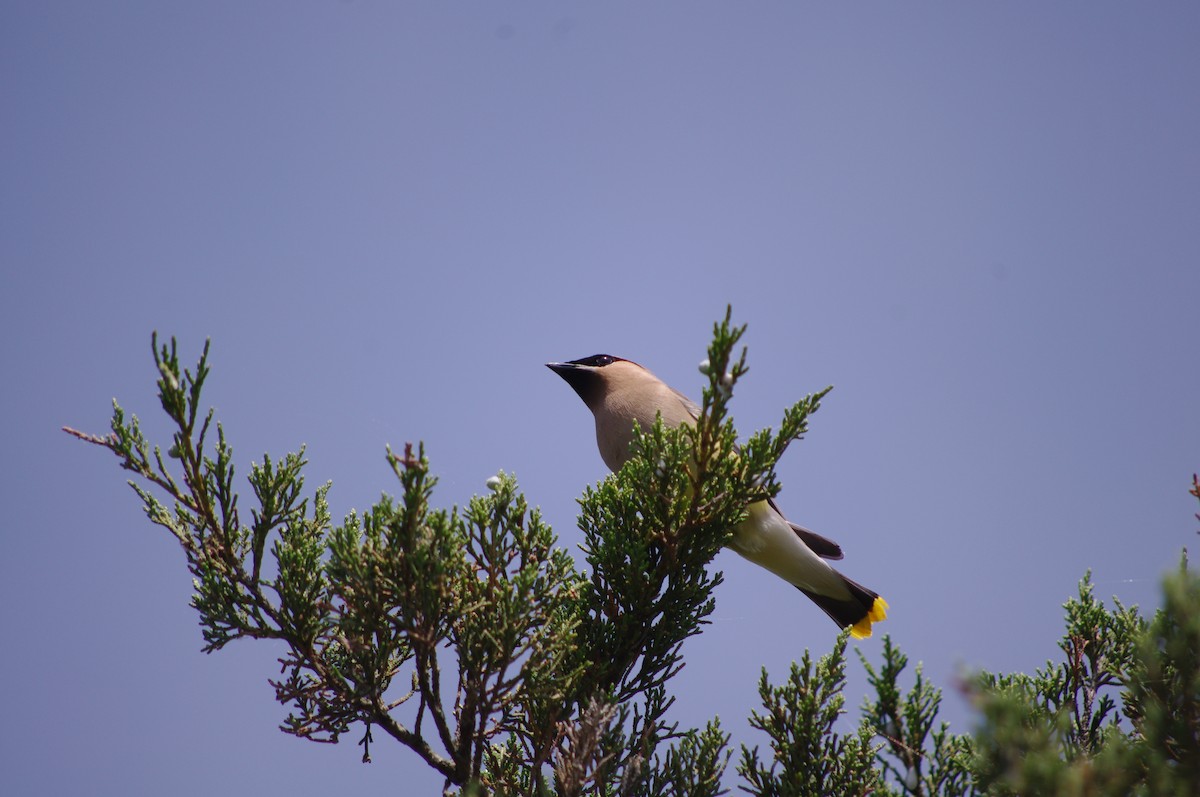 Cedar Waxwing - ML169324751