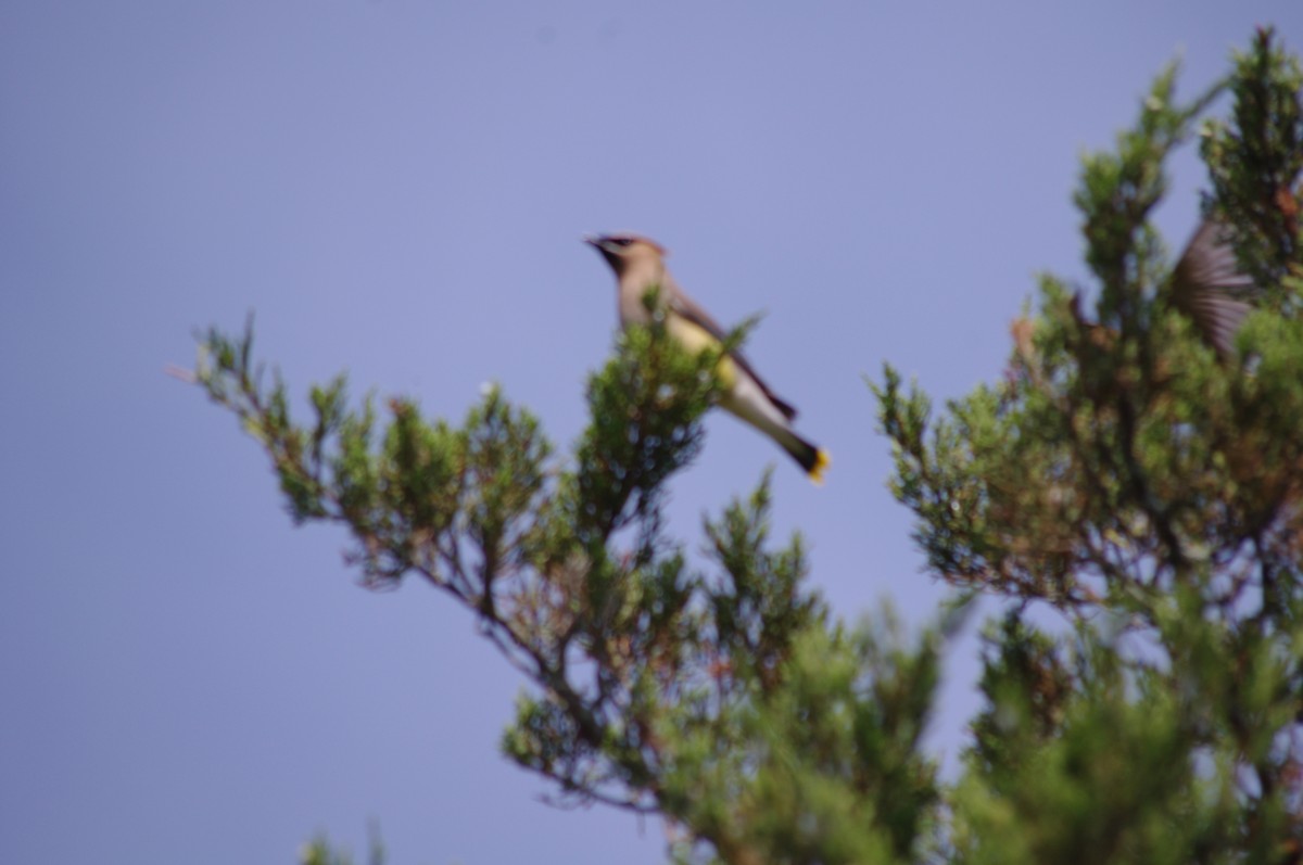 Cedar Waxwing - ML169324931