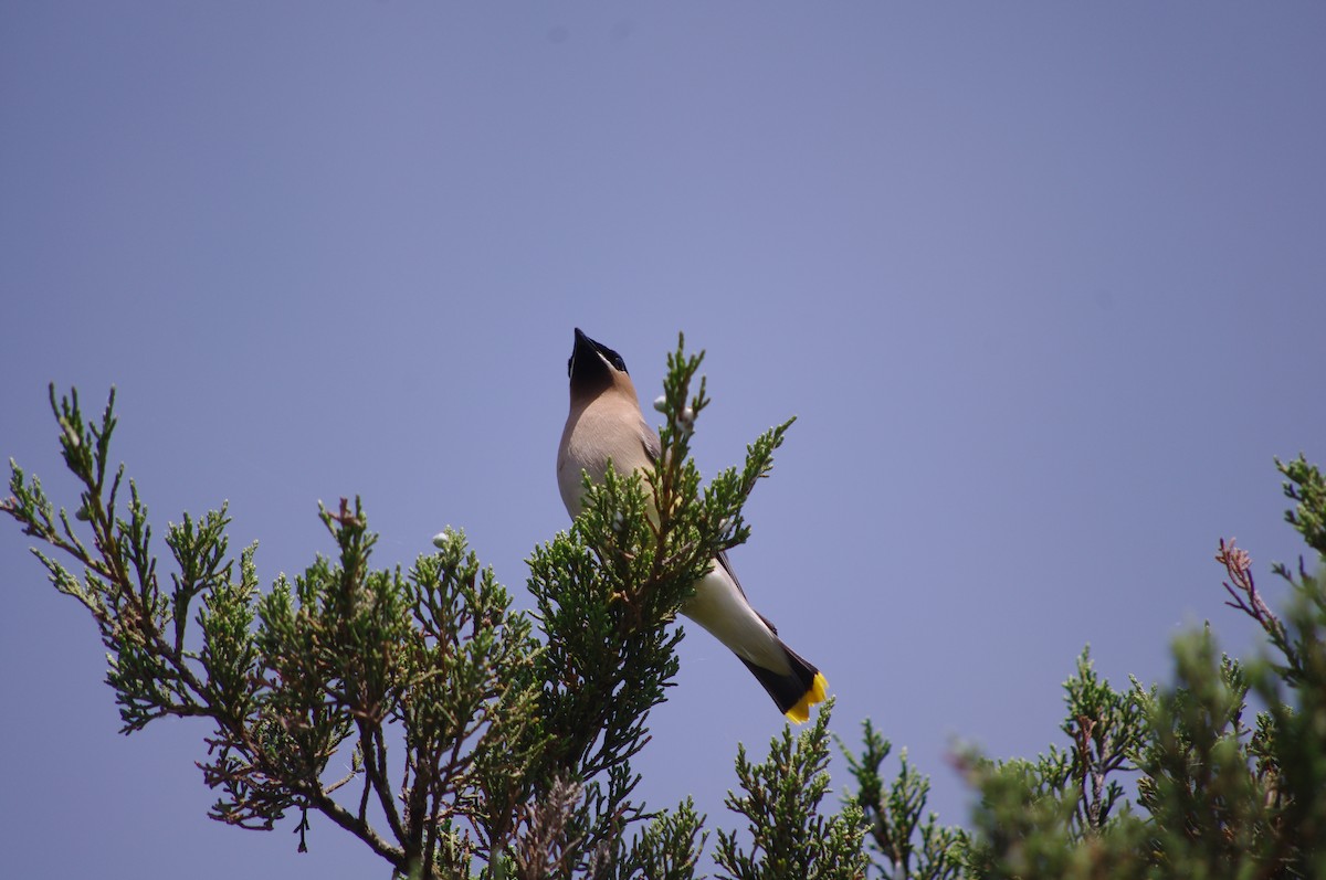 Cedar Waxwing - ML169325041