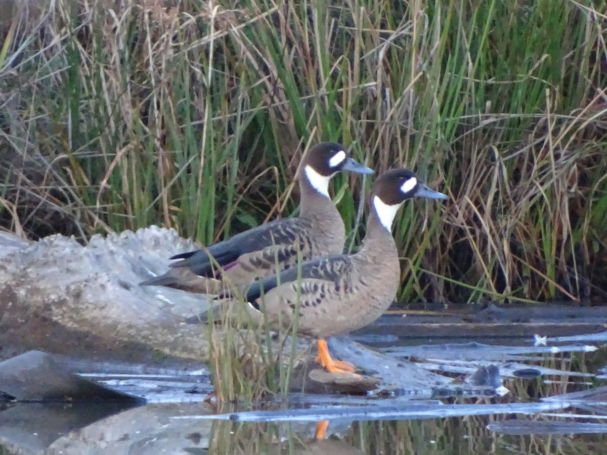 Spectacled Duck - ML169325091