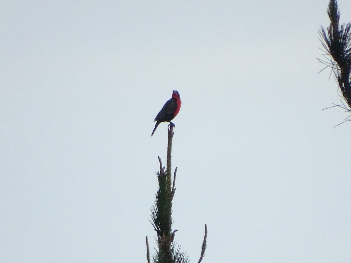 Long-tailed Meadowlark - ML169325101