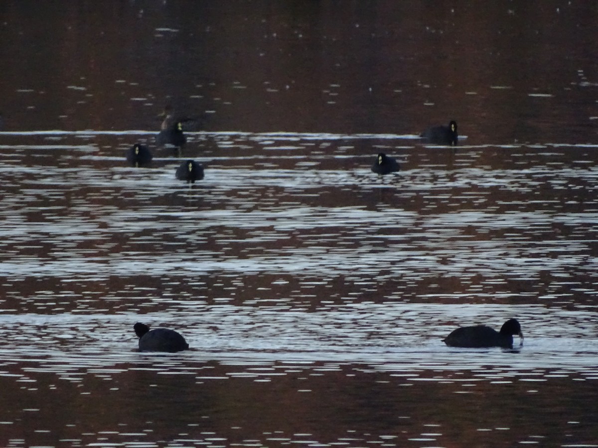 Red-gartered Coot - ML169325181