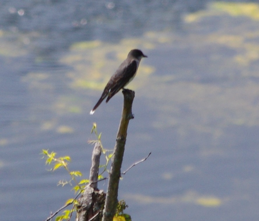 Eastern Kingbird - ML169325451