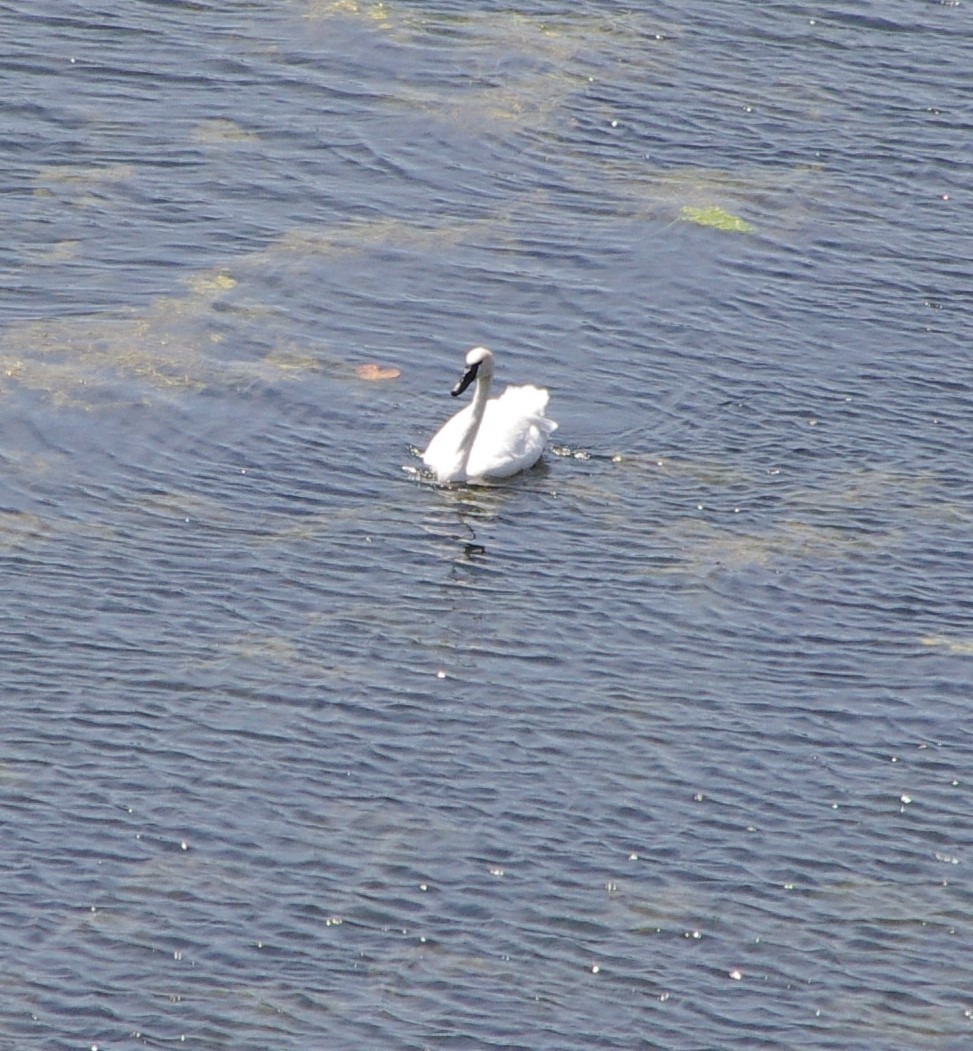 Cygne trompette - ML169325731