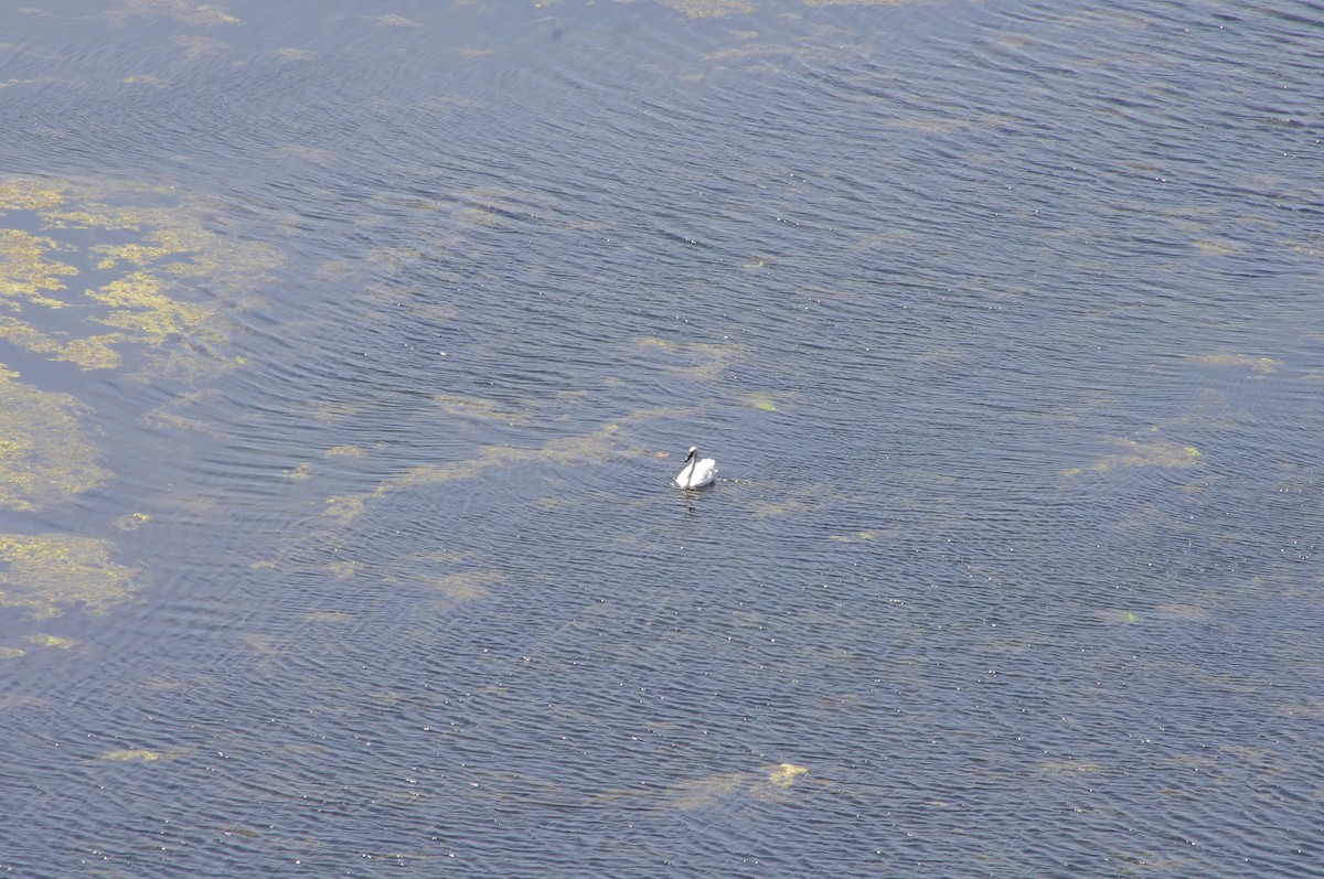 Trumpeter Swan - ML169326071