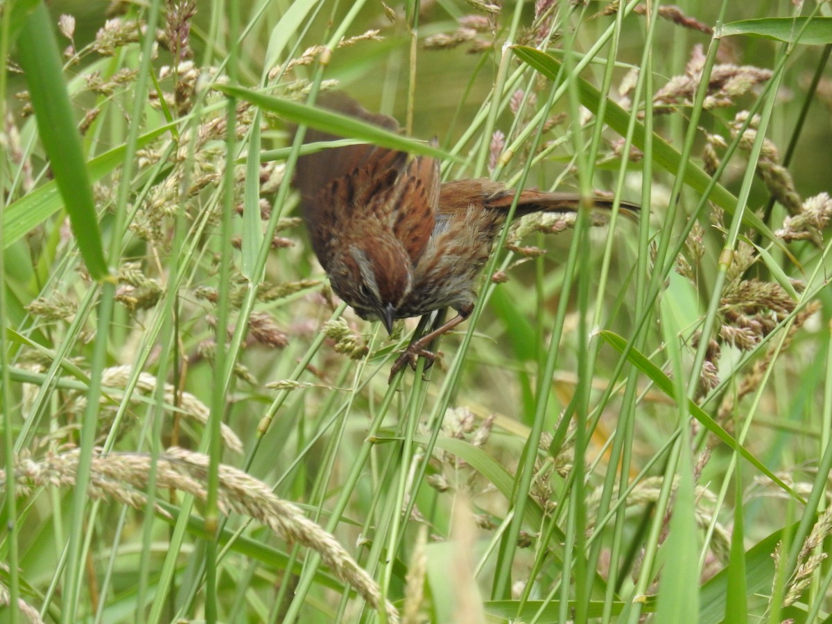 Song Sparrow (rufina Group) - ML169327481