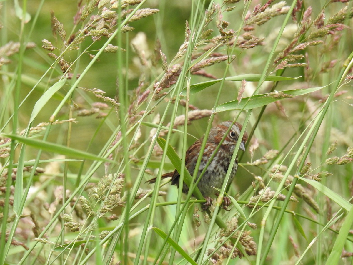 Song Sparrow (rufina Group) - ML169327491