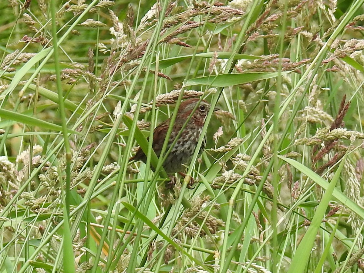 Song Sparrow (rufina Group) - ML169327611