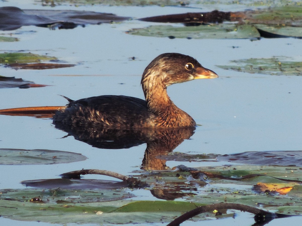 Pied-billed Grebe - ML169328031