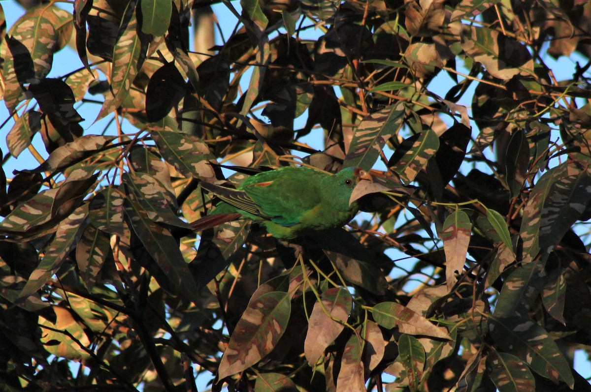 Swift Parrot - ML169328691