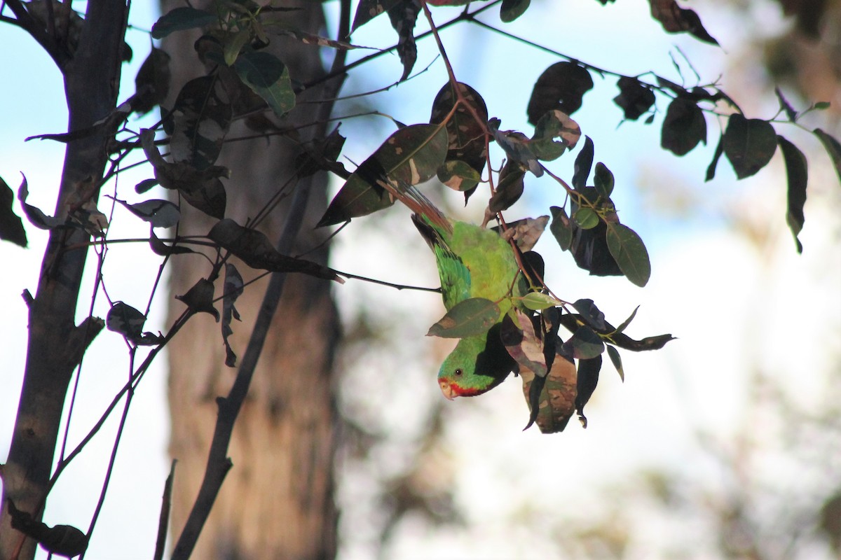 Swift Parrot - ML169328701