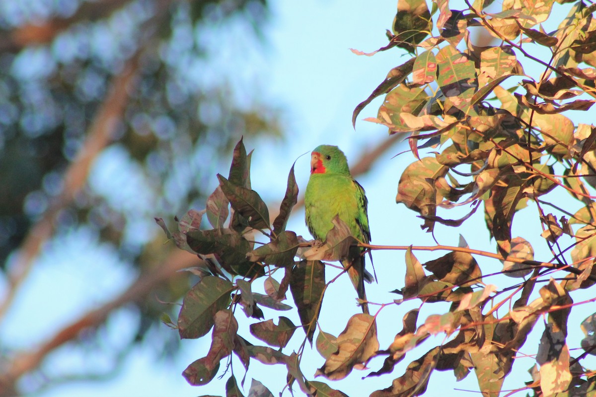 Swift Parrot - ML169328721