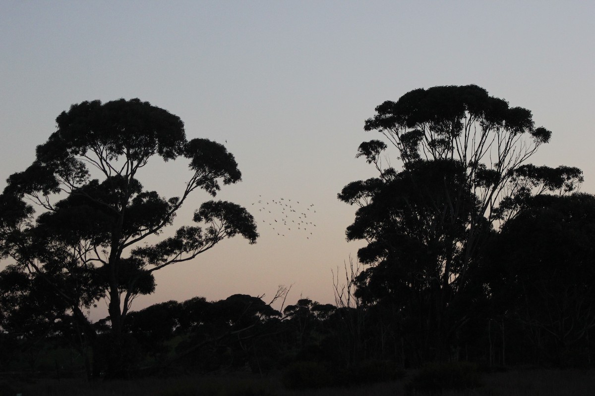 Swift Parrot - ML169329341