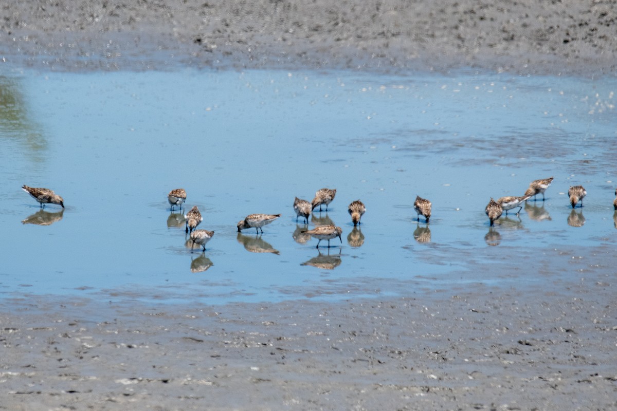 Western Sandpiper - James McNamara