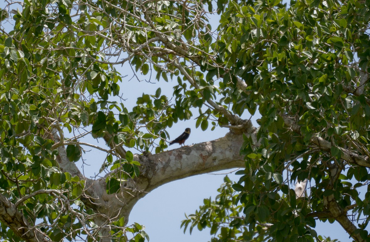 Bat Falcon - Luis Trinchan