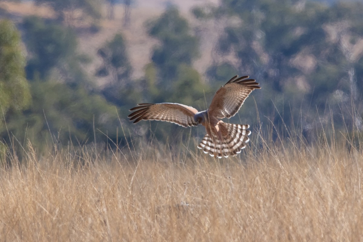 Spotted Harrier - ML169332461