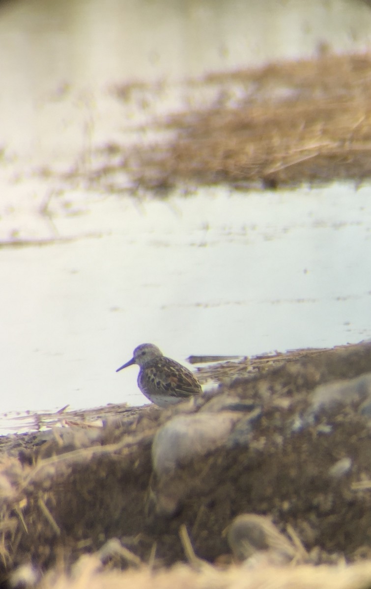 Western Sandpiper - ML169332621